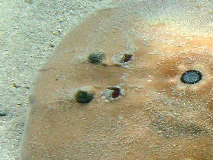 Orme sulla sabbia 2... (Torpedo torpedo)